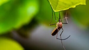 Комар върху зелен лист — илюстративна снимка; видът и наличие на вирус не са установени