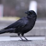 Врана в природата — илюстративна снимка, не от научния експеримент