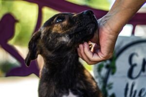 Доброволец се грижи за куче в приют, илюстрация, не е от Велико Търново / Volunteer with a shelter dog, illustrative image outside Veliko Tarnovo